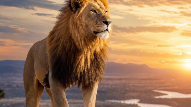 Captivating Nature: Stunning Wildlife Wallpapers for Your Screen | free spins no deposit 2020, menang123 rtp, indonesia sea games 2022 sepak bola, pragmatic slot88bet, wa365bet kecil