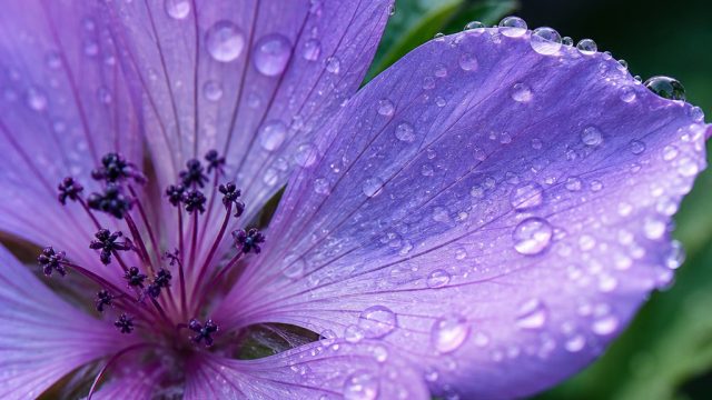 Captivating Close-Ups: Nature's Intriguing Details Unveiled | 6000 slot, kaya fc, joker 99 slot