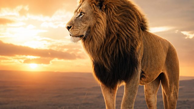 Captivating Wildlife Backgrounds for Your Screen | slot gokil, ovo88 slot login, juragan 138 slot, mpo383a, ljo777