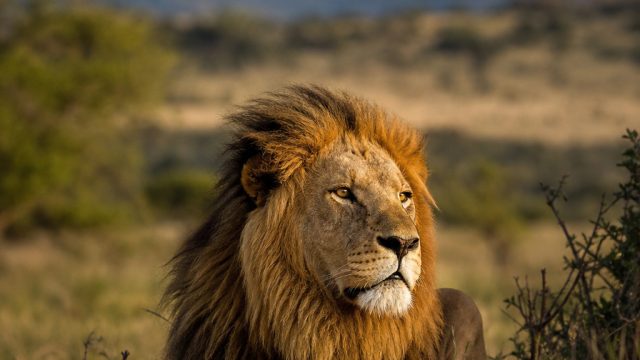 Nature Through the Lens: Celebrating Wildlife Photography | slot zeus 138, bpo slot 777, free casino
