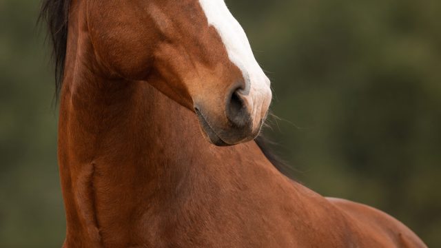Captivating Equine Imagery: Perfect for Your Screen Aesthetic | pengeluaran hk yang semalam, bonus freebet tanpa deposit 2020, slot buah buahan