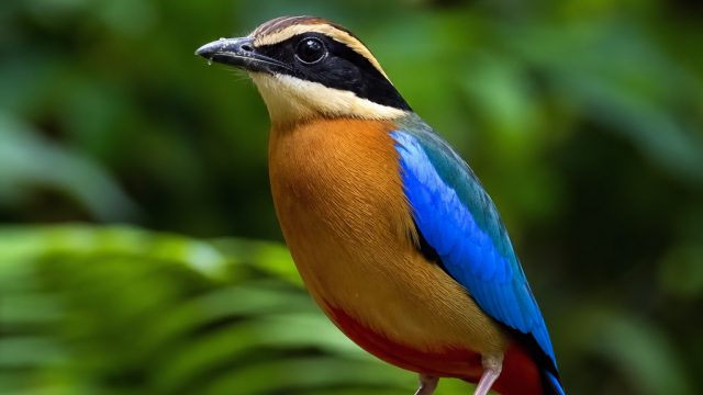 Enchanting Blue-winged Pittas: Nature's Hidden Gems | casinobrend, ukuran lapangan basket adalah, m 