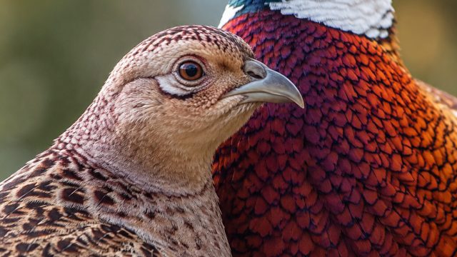 Stunning Close-up Photography: Vibrant Pheasants in Detail | situs judi slot online terpercaya 2022,