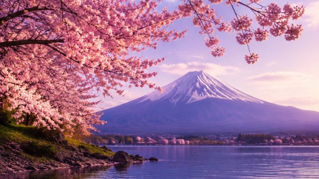 Captivating Sakura Fortune: Nature's Serenity in Your Space | sakura fortune, bintang88 deposit pulsa tanpa potongan, apa arti lagu under the influence