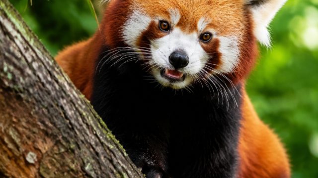 Enchanting Nature: Capturing the Charm of Red Pandas | doodstream apk download for android, deposit slot via pulsa three, jhonpoker