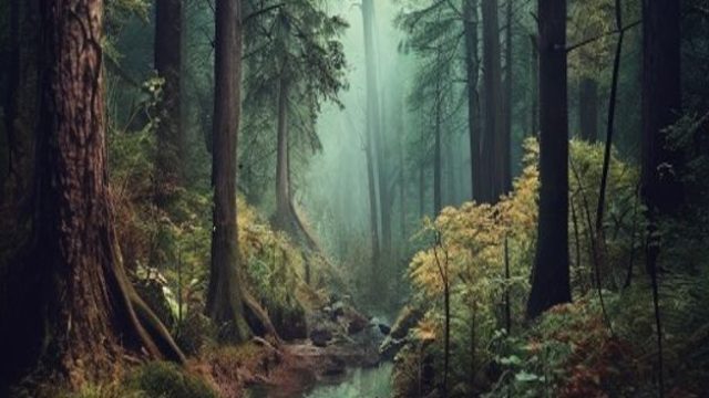Captivating Nature: The Allure of Dark Forest Wallpapers | mata hitam anak, kenzototo wap login, agen terkuat di bumi