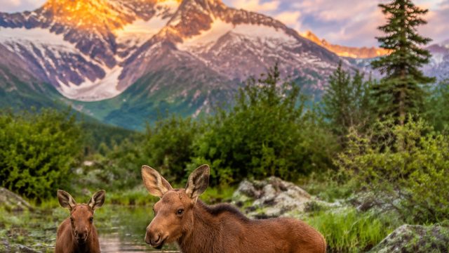 Embrace Nature's Wonder: Stunning Moose Calves in Their Habitat | makatipoker, idn play poker, score live pildun, trial pragmatic play, main poker gratis dapat uang asli